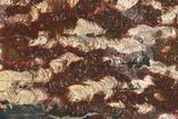 Polished Stromatolite (Collenia) Slab - Minnesota #281180-1